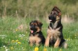 BERGER ALLEMAND 1365